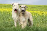 IRISH WOLFHOUND 047